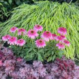 Echinacea SUNDIAL™ 'Pink'