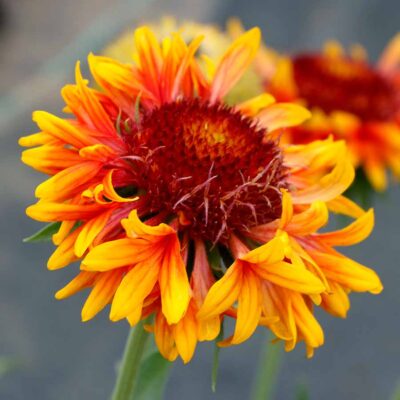 Gaillardia SUN™ 'Burst'