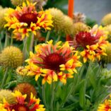 Gaillardia SUN™ 'Burst'