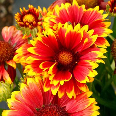 Gaillardia SUN™ 'Fire'