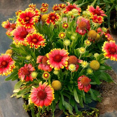 Gaillardia SUN™ 'Fire'