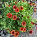 Gaillardia SUN™ 'Storm'