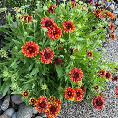 Gaillardia SUN™ 'Storm'
