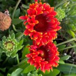 Gaillardia SUN™ 'Storm'