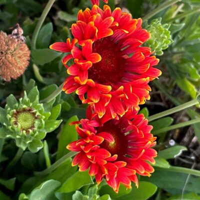 Gaillardia SUN™ 'Storm'