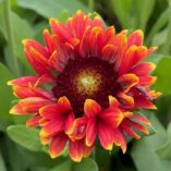 Gaillardia SUN™ 'Storm'