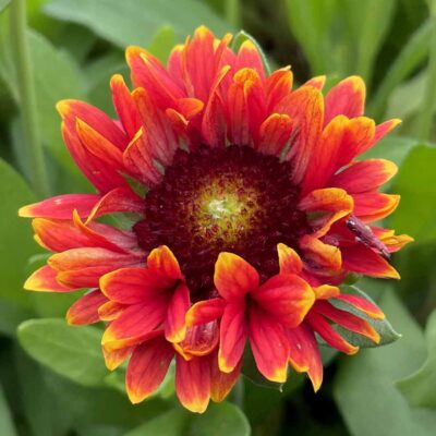 Gaillardia SUN™ 'Storm'