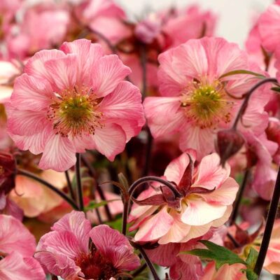 Geum TEMPO™ 'Rose'