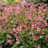 Geum TEMPO™ 'Rose'