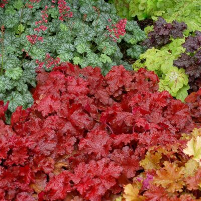 Heuchera FOREVER® 'Red'