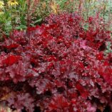 Heuchera FOREVER® 'Red'