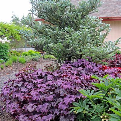 Heuchera GRANDE™ 'Amethyst'