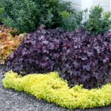 Heuchera GRANDE™ 'Amethyst'