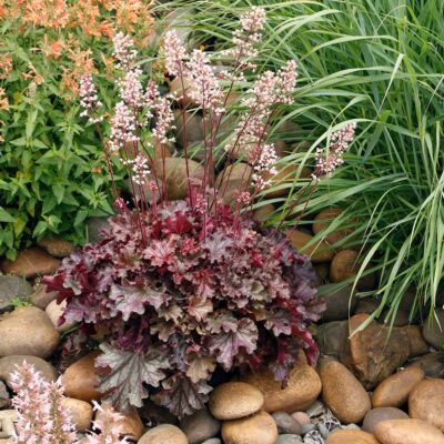 Heuchera 'Ruby Tuesday'