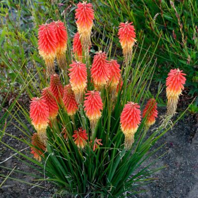 Kniphofia 'Creamsicle'