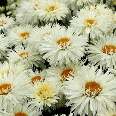 Leucanthemum 'Coconut'