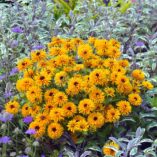 Rudbeckia 'Lion Cub'