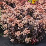 Sedum 'Mocha Magic'