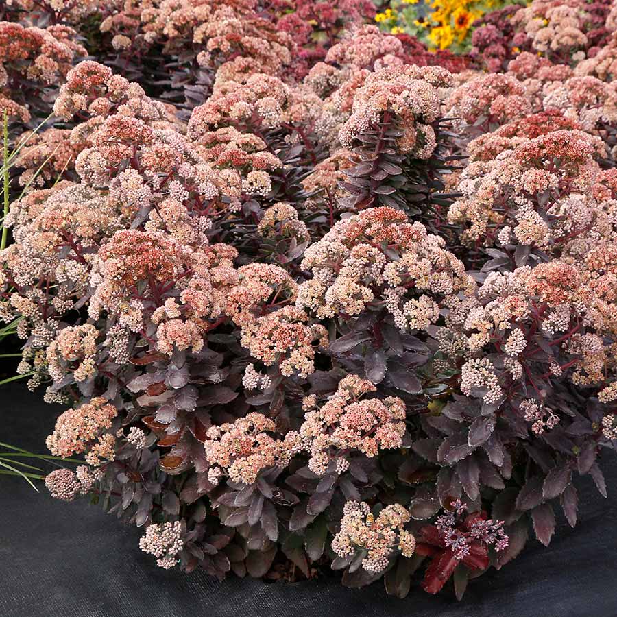 Sedum 'Mocha Magic'