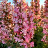 Agastache 'Pink Pearl'