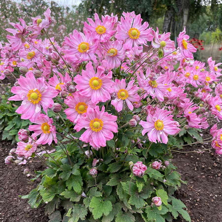 Anemone SATIN DOLL™ 'Rosé'