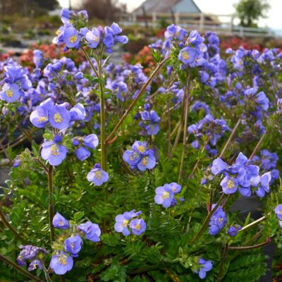 Polemonium 'Hurricane Ridge'