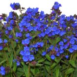 Pulmonaria NOVA® 'Cobalt'