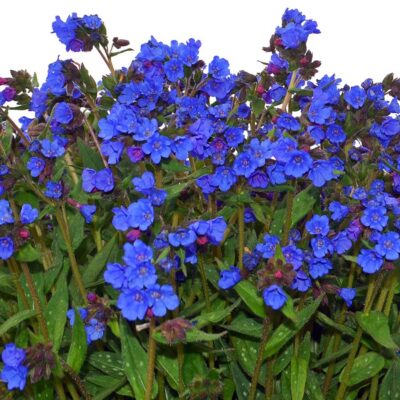 Pulmonaria NOVA® ‘Cobalt’