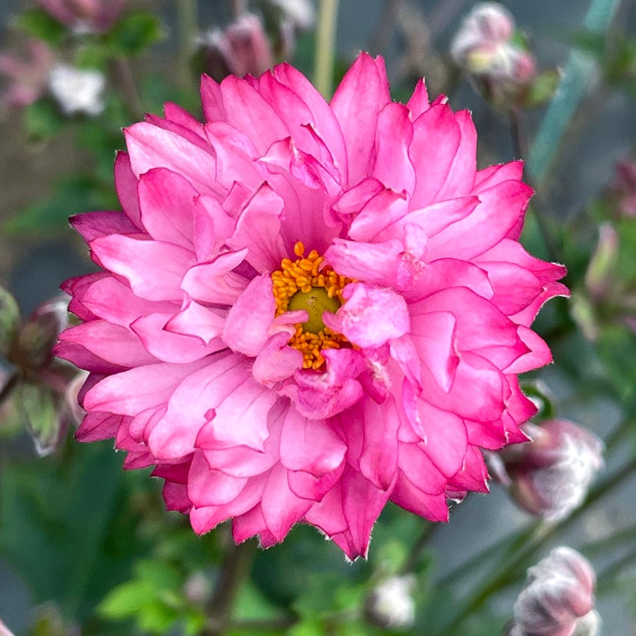 Anemone PUFF® 'Pink'