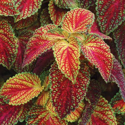 Coleus 'Color Cascade'