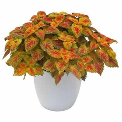 Coleus 'Color Cascade'
