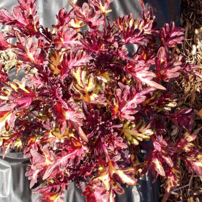 Coleus 'Merlin's Magic'