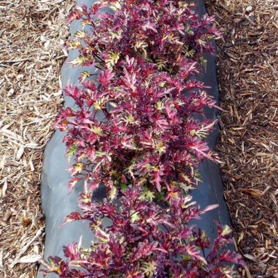 Coleus 'Merlin's Magic'