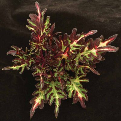 Coleus 'Merlin's Magic'
