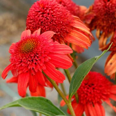 Echinacea NOVA® 'Cayenne'