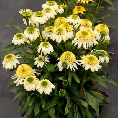 Echinacea NOVA® 'Pina Colada'