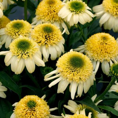 Echinacea NOVA® 'Pina Colada'