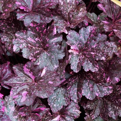 Heuchera 'Midnight Rose'