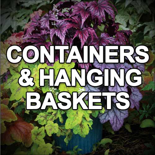 Containers & Hanging Baskets