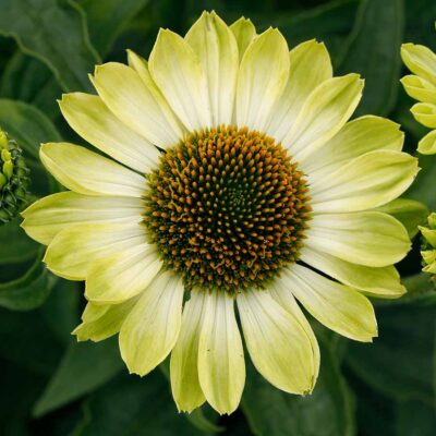 Echinacea PRIMA™ 'Lime'