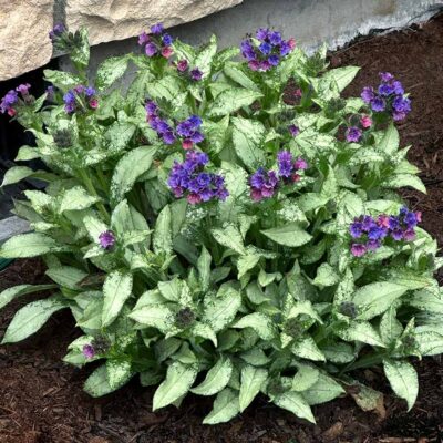 Pulmonaria 'Silver Scimitar'