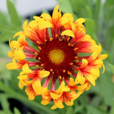Gaillardia SUN™ 'Burst'