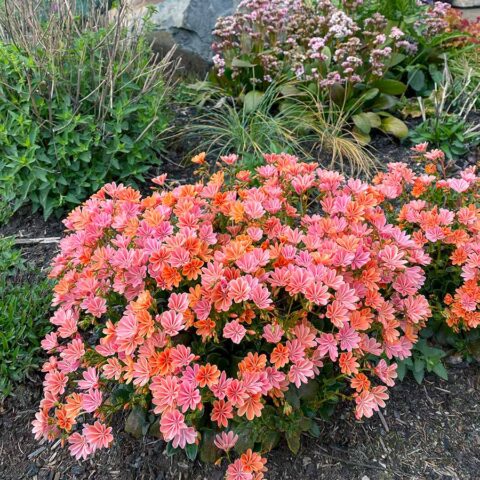 Lewisia CONSTANT™ ‘Coral’ | TERRA NOVA® Nurseries, Inc.