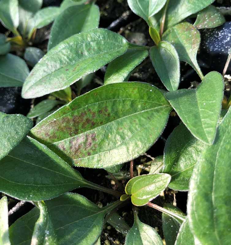 Echinacea Spots on Leaves Echinacea Spots on Leaves