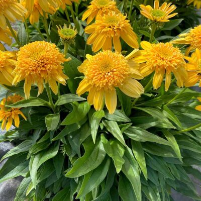 Echinacea DELIGHTFUL™ 'Sunshine'
