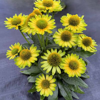 Echinacea PRINCESS™ 'Citrus'