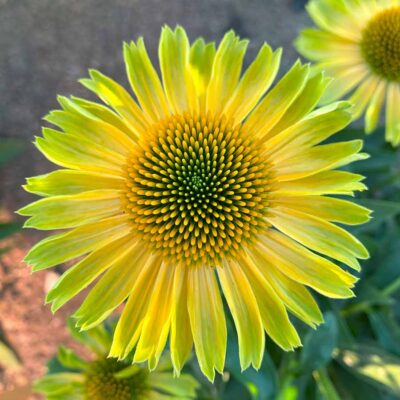 Echinacea PRINCESS™ 'Citrus'