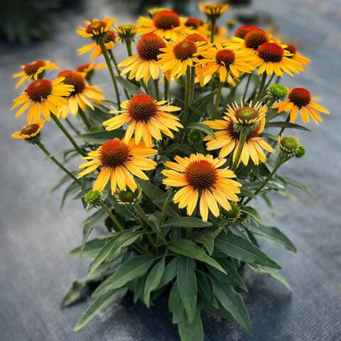 Echinacea PRINCESS™ ‘Honey’ | TERRA NOVA® Nurseries, Inc.