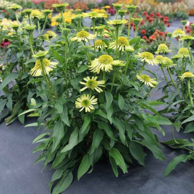 Echinacea SUPREME™ 'Lime'