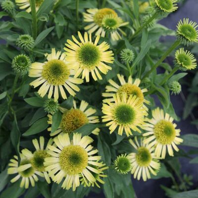 Echinacea SUPREME™ 'Lime'